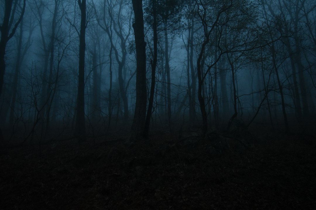 A misty, foggy forest scene